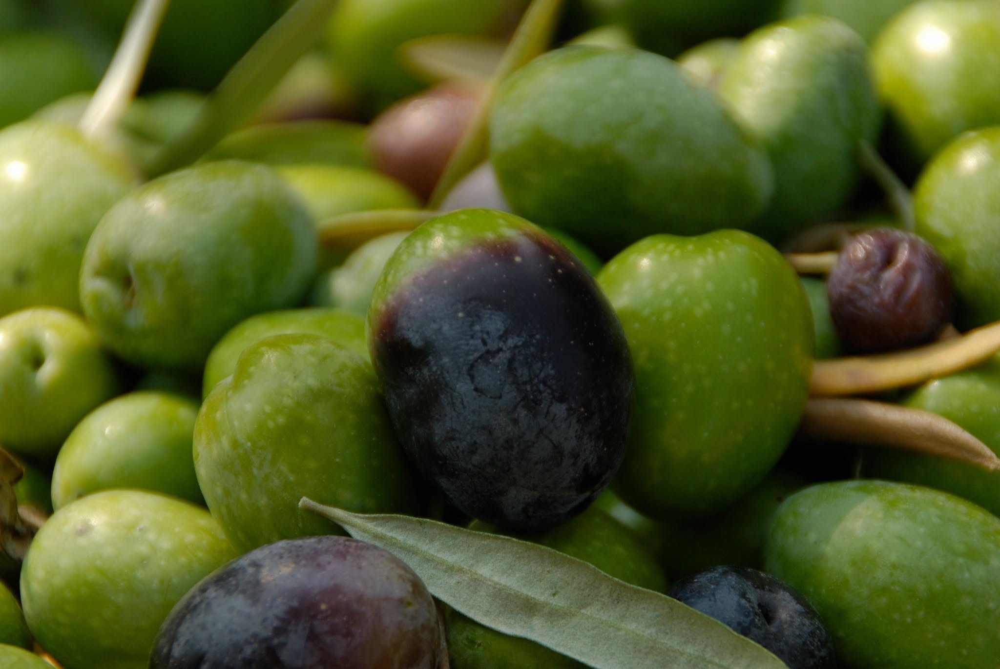 Aceitunas verdes y maduras