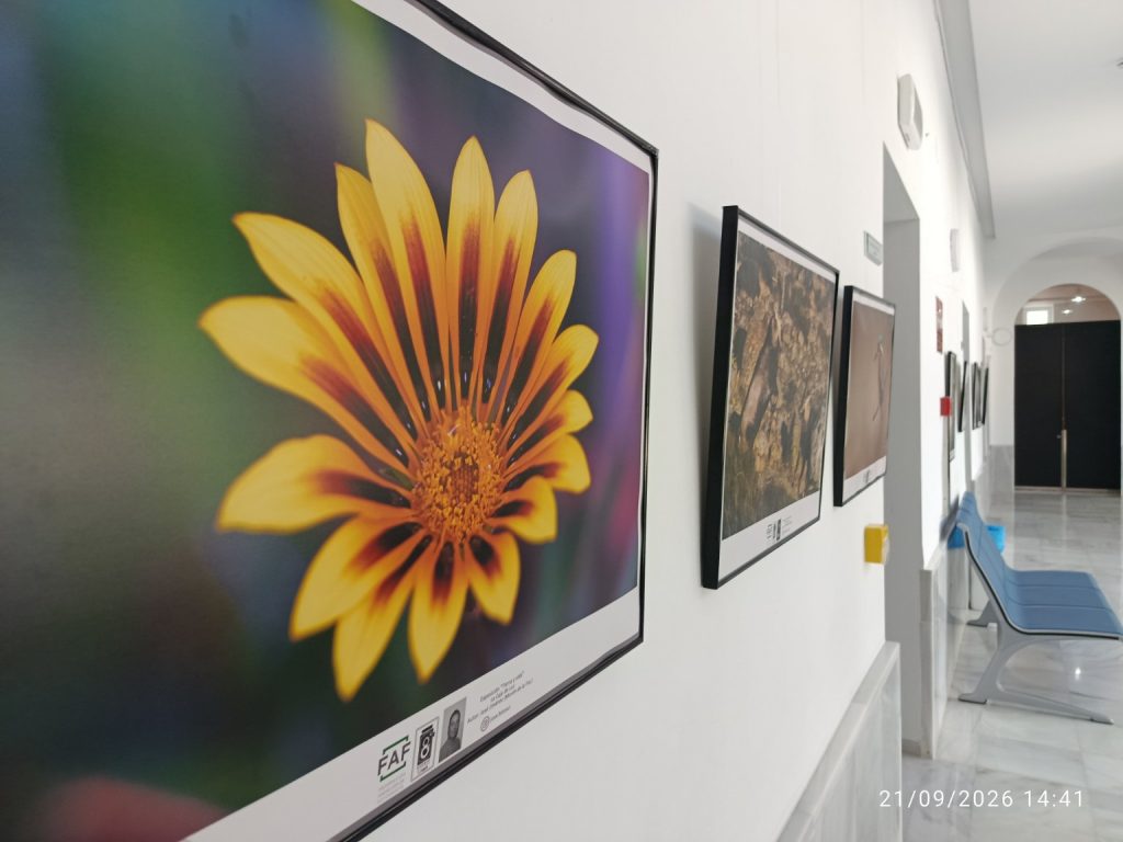 Detalle de una flor amarilla en la exposición Tierra y vida