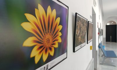 Detalle de una flor amarilla en la exposición Tierra y vida