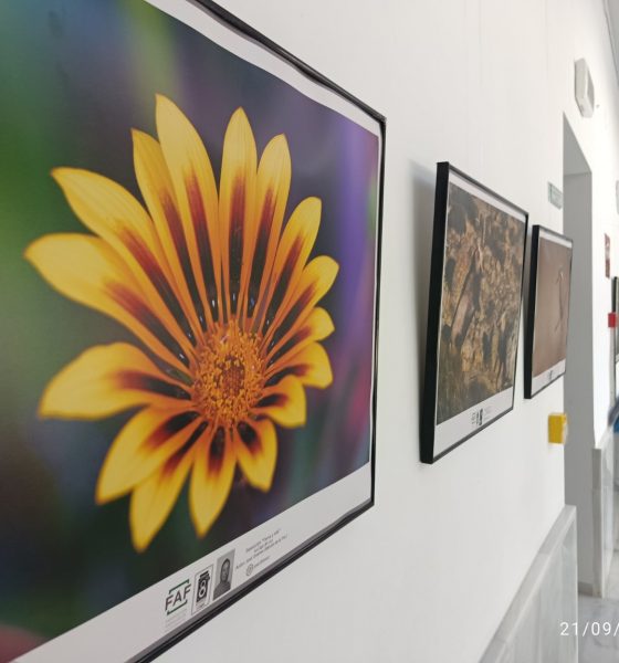 Detalle de una flor amarilla en la exposición Tierra y vida