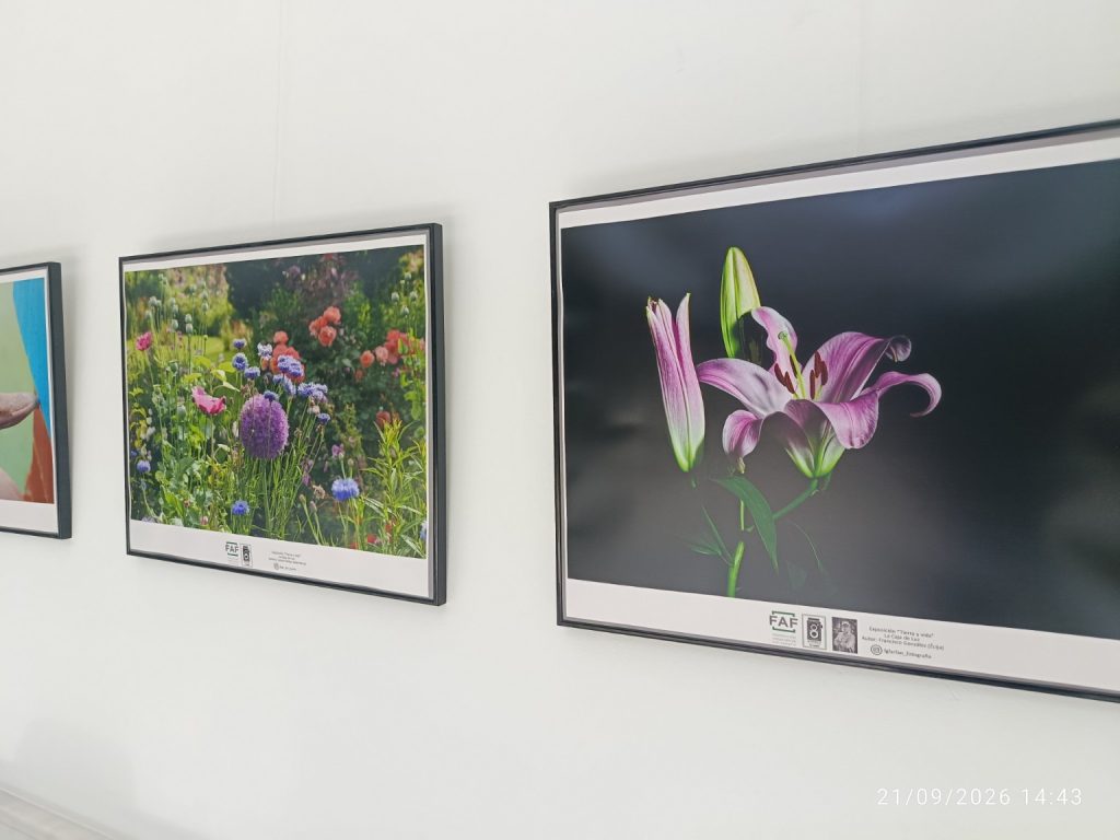 Fotografías de flores expuestas en Tierra y vida en el edificio de La Milagrosa