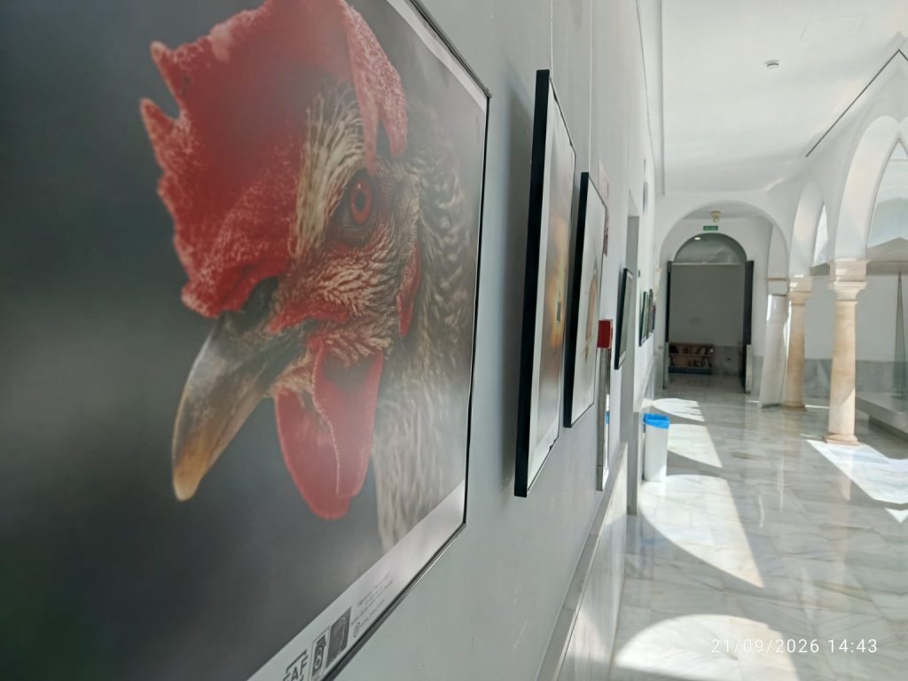 Fotografía de un gallo en el recorrido expositivo Tierra y vida