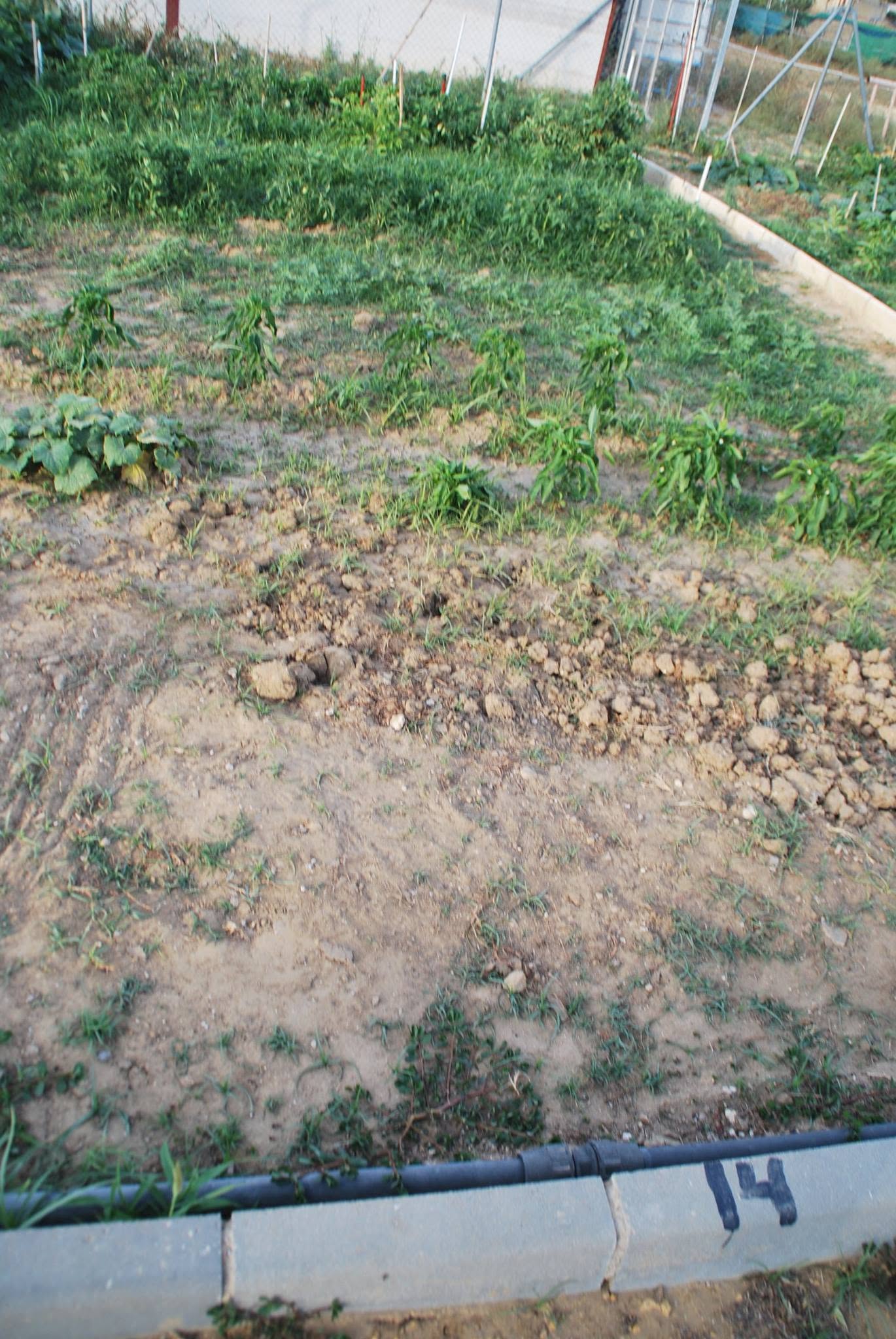 Parcela preparada para cultivo en los huertos de ocio de Marchena