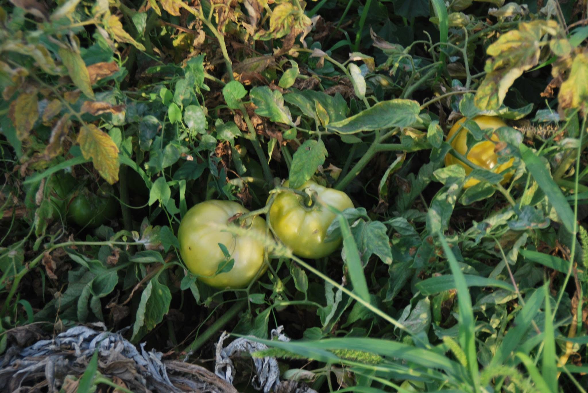 Tomates cultivados en los huertos de ocio de Marchena