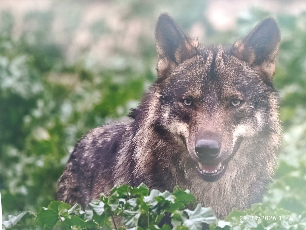 Retrato de un lobo incluido en la exposición fotográfica Tierra y vida