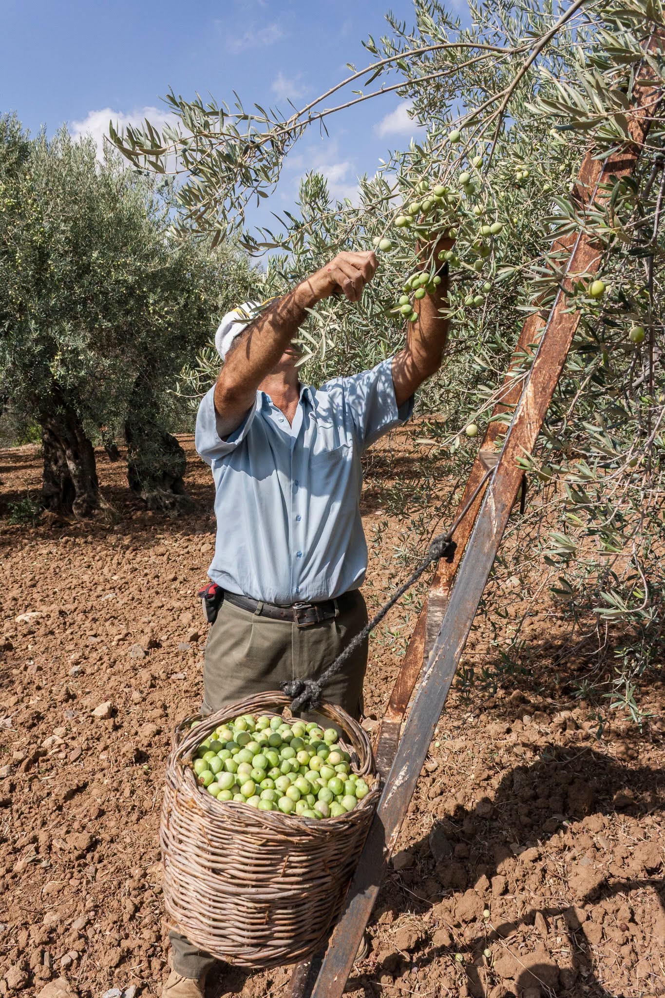 Manos recogiendo aceitunas mediante ordeño
