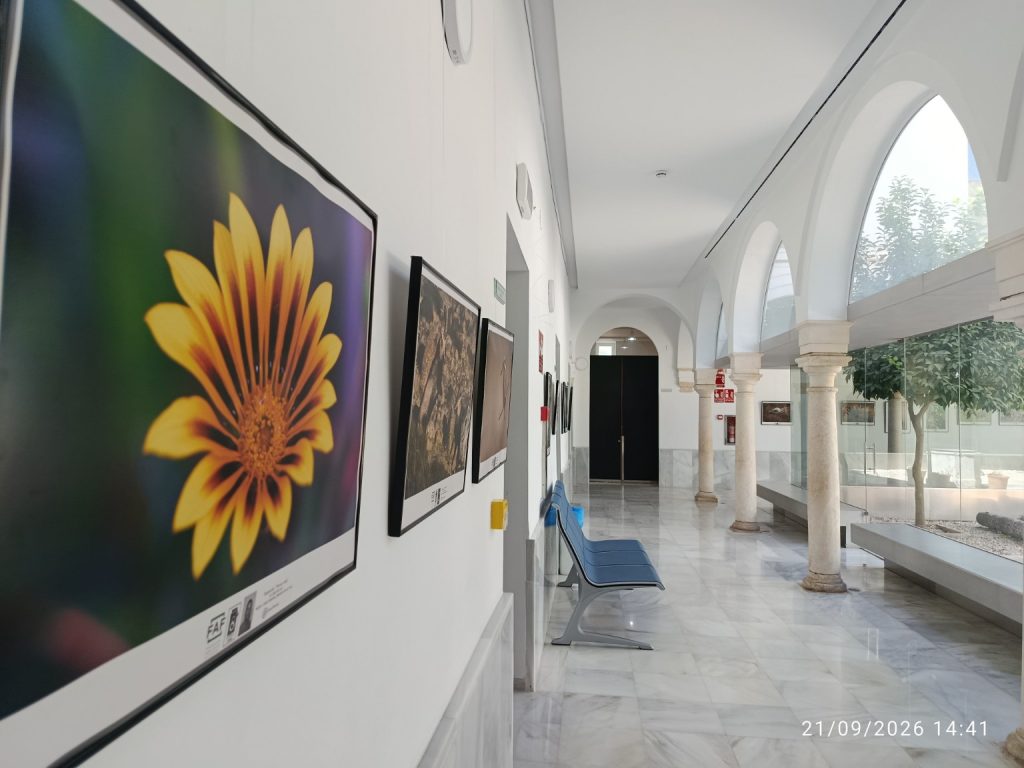 Flor amarilla y recorrido de la exposición Tierra y vida en Marchena