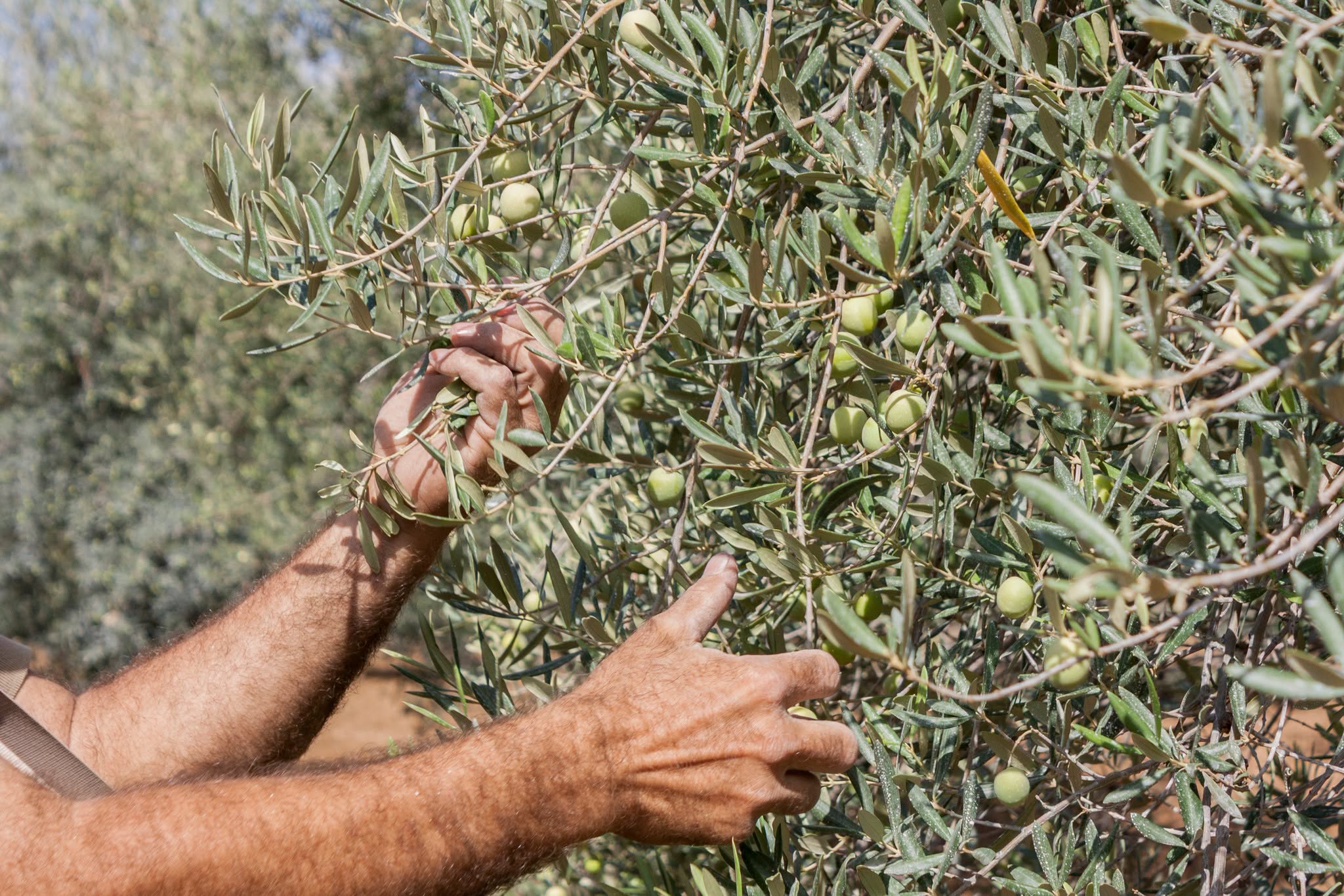 Verdeador trabajando en el olivar