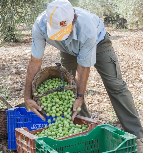 Verdeo de aceituna en Andalucía