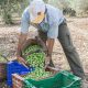 Verdeo de aceituna en Andalucía