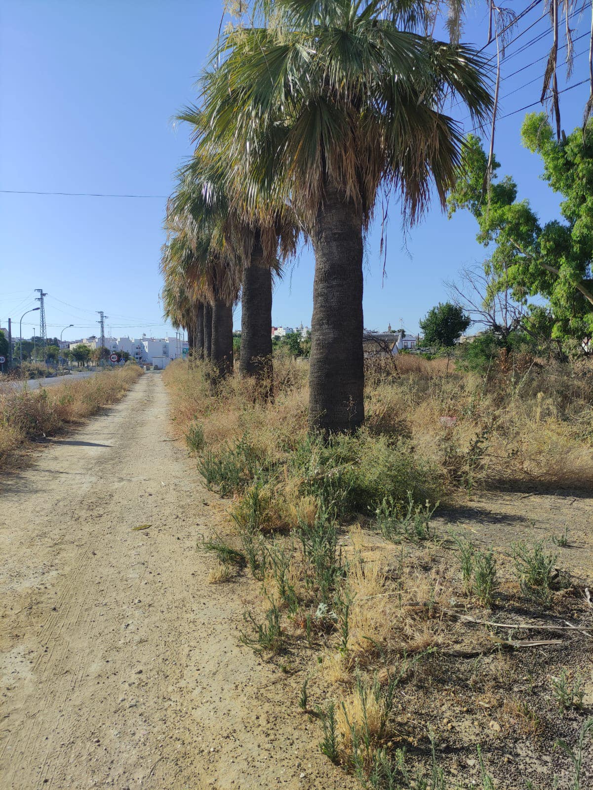 Ciclosenda prevista en la carretera de Carmona hasta Procavi, Marchena