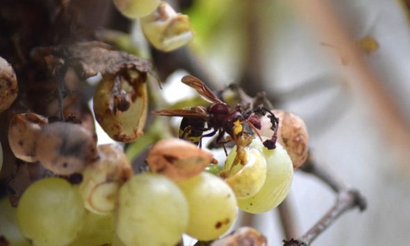 Ejemplar de avispón oriental (Vespa orientalis) sobre uvas en Lora del Río, Sevilla. Foto: Laura Soler / Estación Biológica de Doñana-CSIC