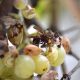 Ejemplar de avispón oriental (Vespa orientalis) sobre uvas en Lora del Río, Sevilla. Foto: Laura Soler / Estación Biológica de Doñana-CSIC
