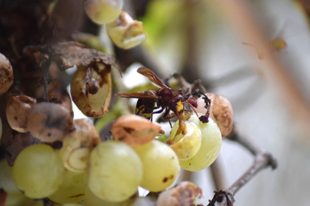 Ejemplar de avispón oriental (Vespa orientalis) sobre uvas en Lora del Río, Sevilla. Foto: Laura Soler / Estación Biológica de Doñana-CSIC