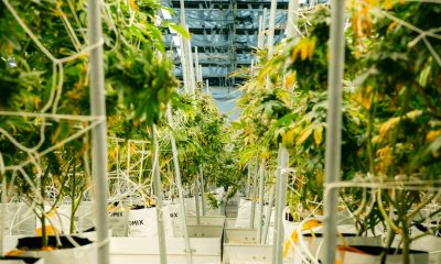 Imagen de archivo de una plantación de cannabis en interior, utilizada para ilustrar la noticia de Arahal