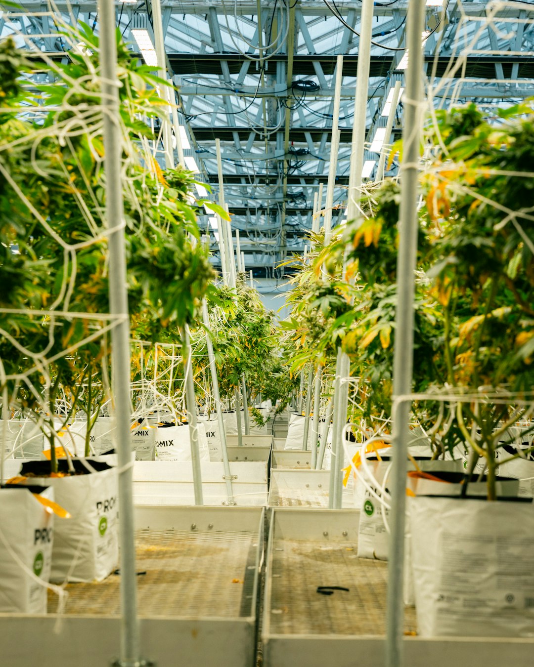 Imagen de archivo de una plantación de cannabis en interior, utilizada para ilustrar la noticia de Arahal